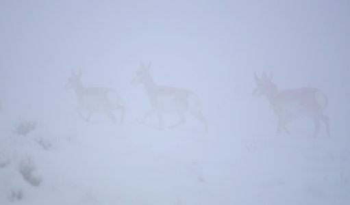 Pronghorn in the snow and fog at Seedskadee National Wildlife Refuge