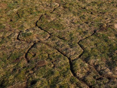 Mouse path mauspfad meadow