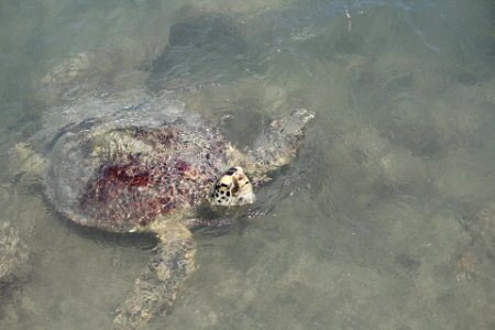 sea turtle