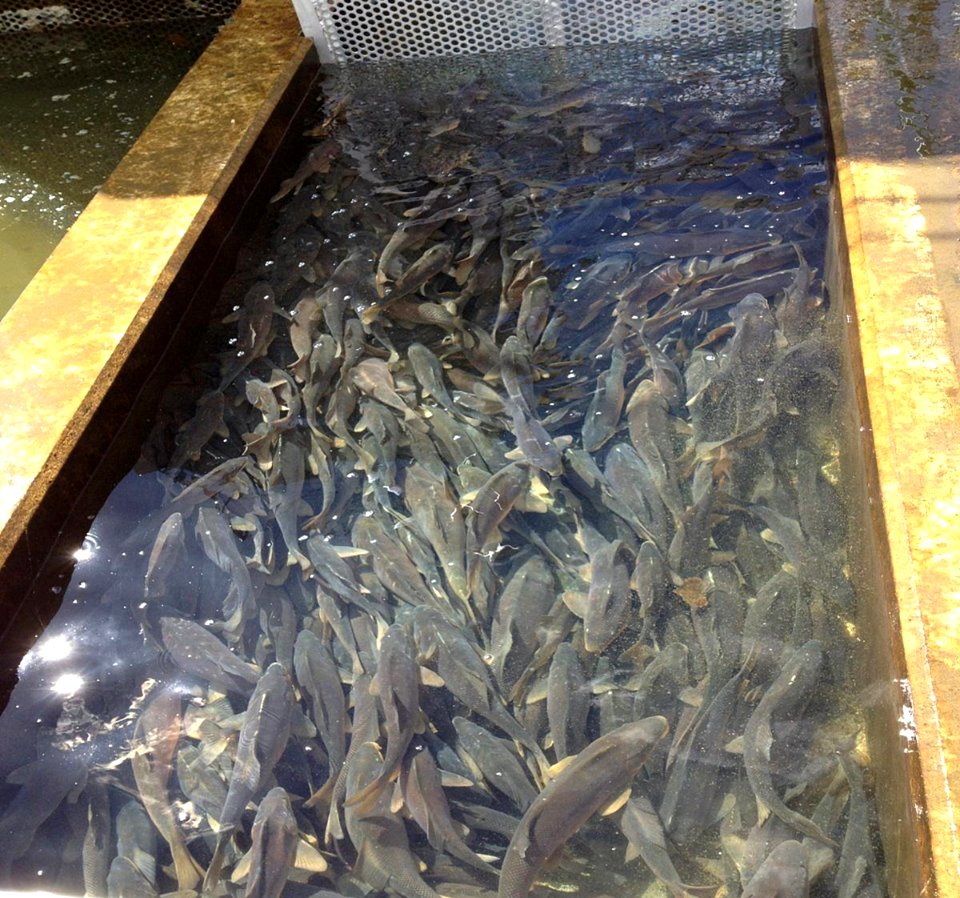 Endangered razorback sucker preparing for transportation to the Colorado River at Horsethief Canyon Native Fish Facility, Fruita, Colorado