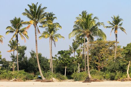 Nature tree landscape