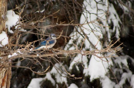 Blue jay photo