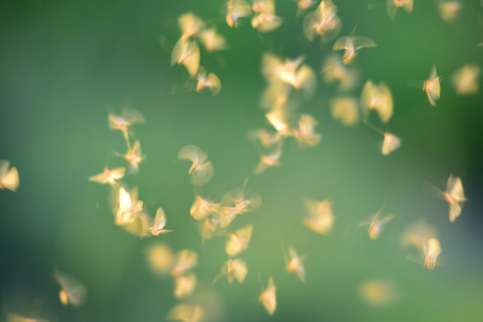 Caddisfly adults at Seedskadee National Wildlife Refuge