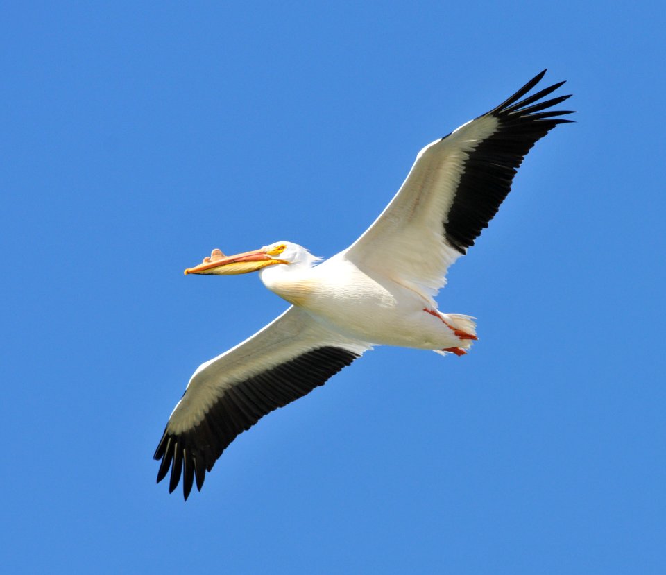 American White Pelican, Scott Somershoe