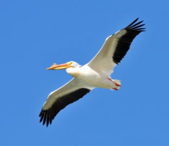American White Pelican, Scott Somershoe photo