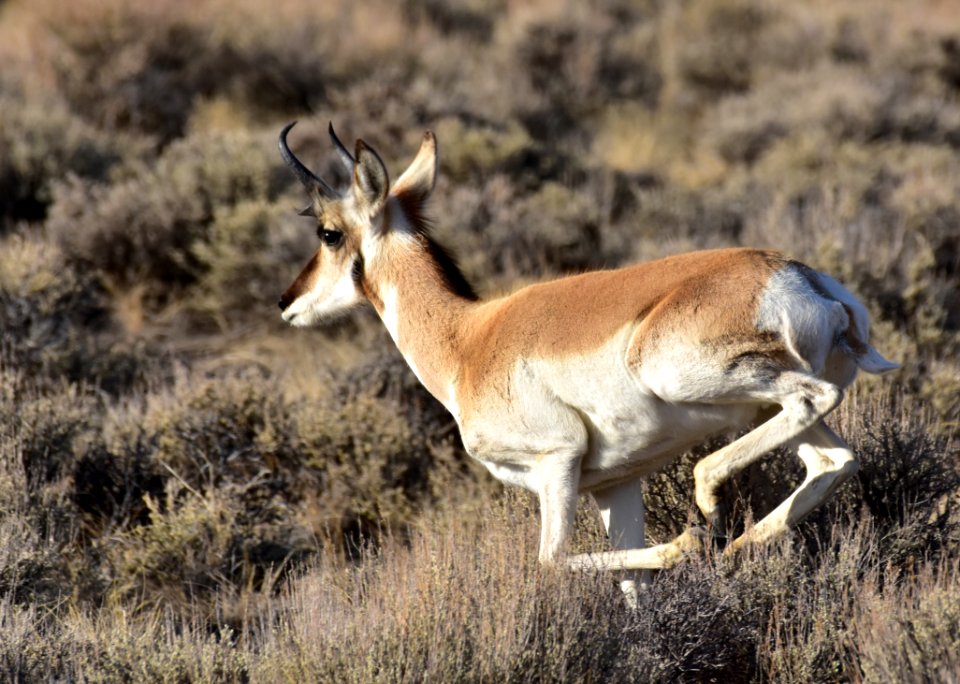 Pronghorn at Seedskadee National Wildlife Refuge