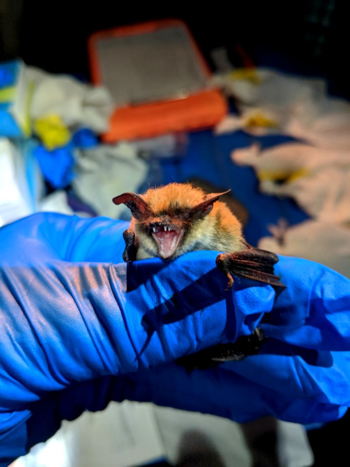 Long Eared Myotis screaming