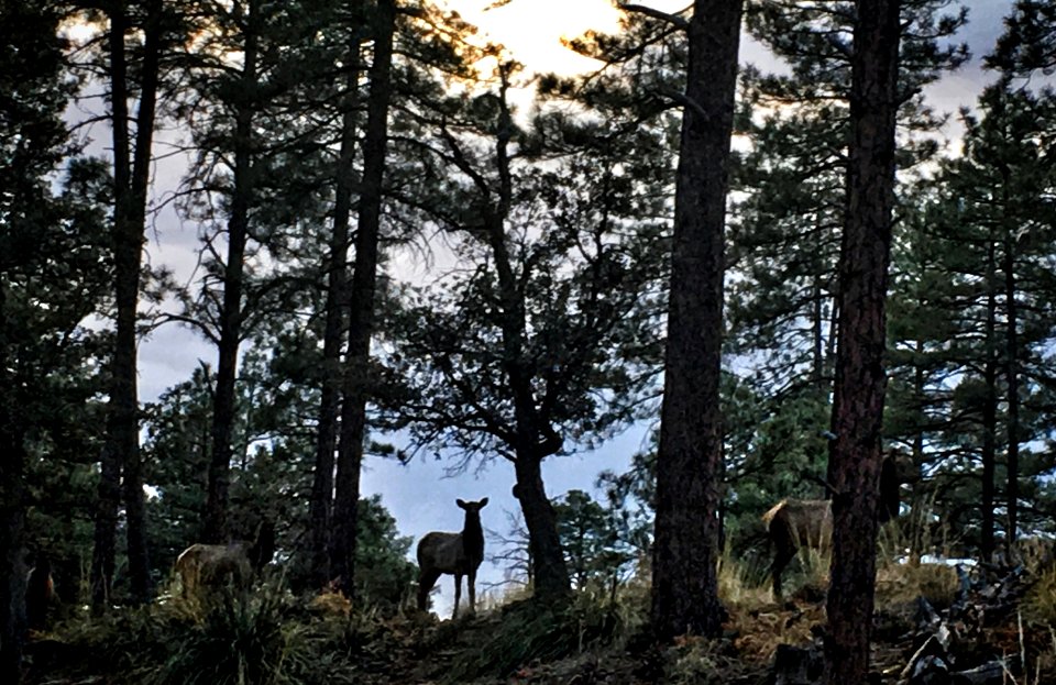 Hello On The Ridge