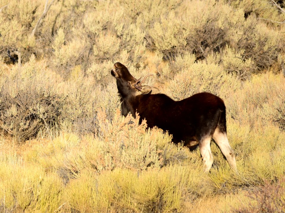 Moose at Seedskadee National Wildlife Refuge