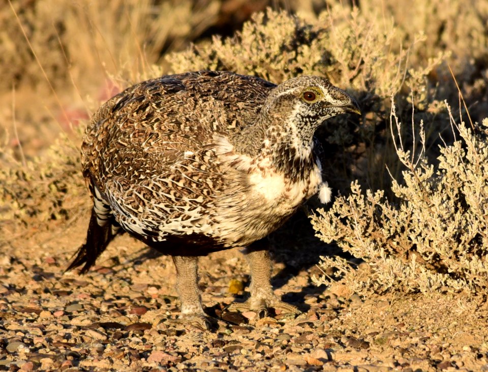 Greater sage-grouse at Seedskadee National Wildlife Refuge