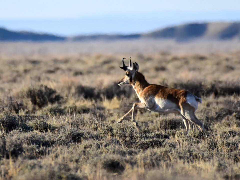 Pronghorn at Seedskadee National Wildlife Refuge