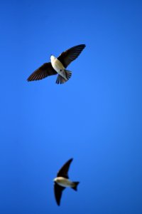 Tree swallow at Seedskadee National Wildlife Refuge