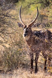 Antelope herbivore conservation photo