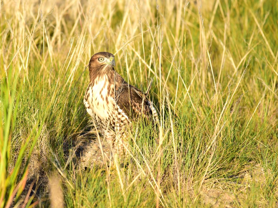 Juvenile red-tailed hawk at Seedskadee National Wildlife Refuge