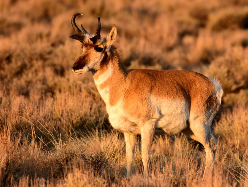 Pronghorn at Seedskadee National Wildlife Refuge