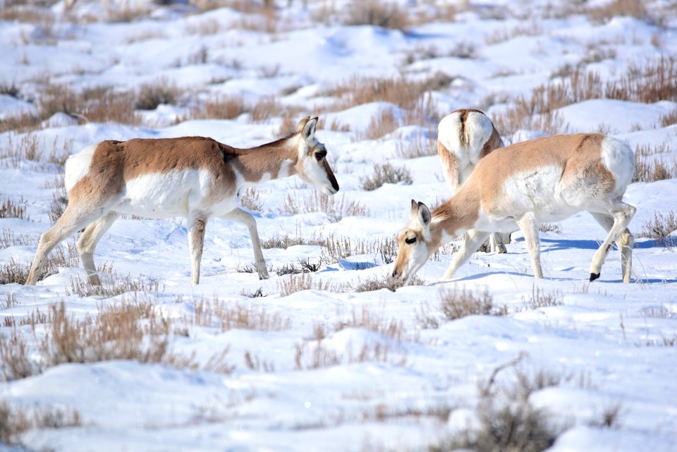 Pronghorn at Seedskadee National Wildlife Refuge