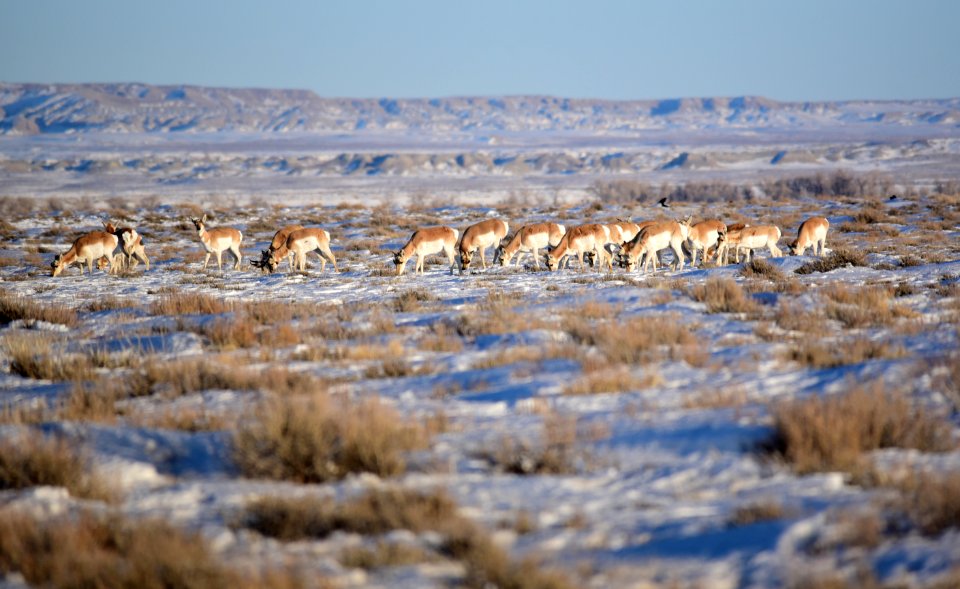 Pronghorn on Seedskadee National Wildlife Refuge