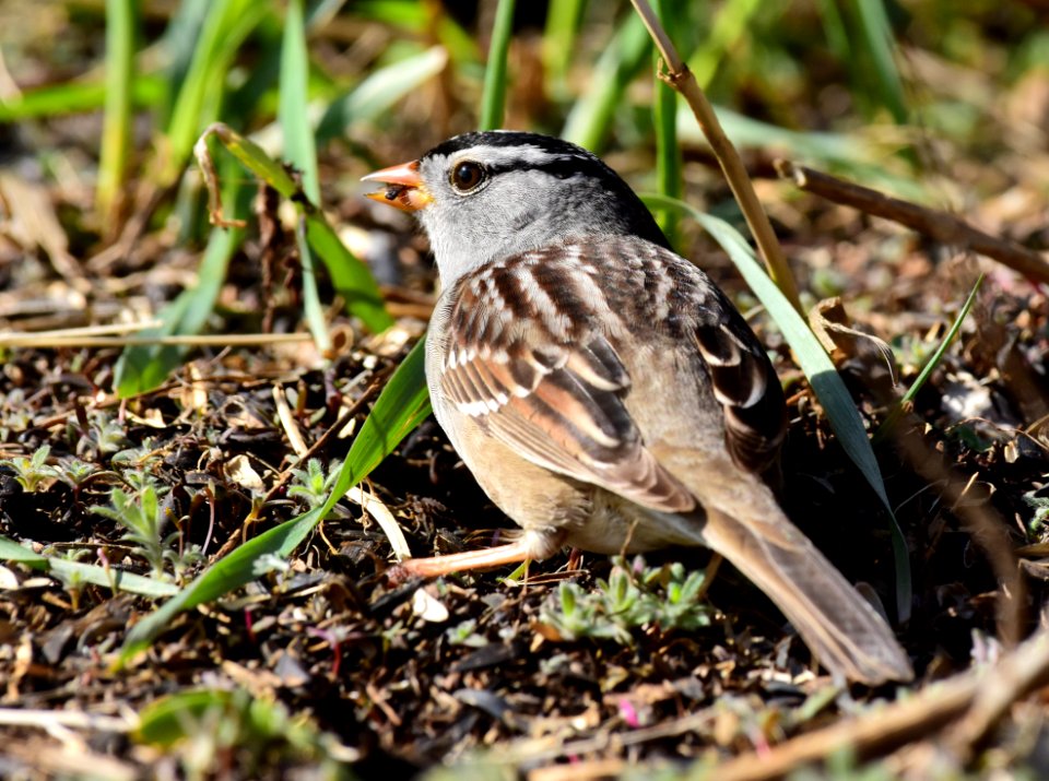 White-crowned sparrow