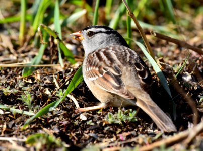 White-crowned sparrow photo