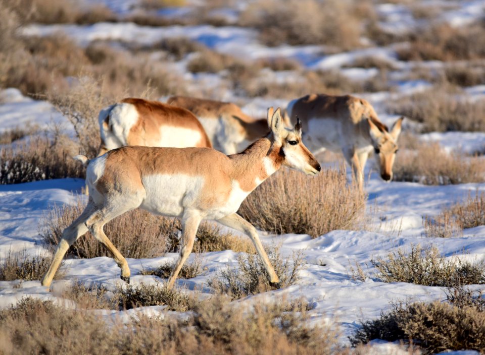 Pronghorn at Seedskadee National Wildlife Refuge