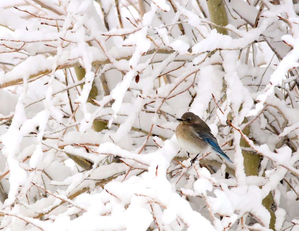 Mountain bluebirds in snow at Seedskadee National Wildlife Refuge