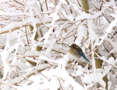 Mountain bluebirds in snow at Seedskadee National Wildlife Refuge