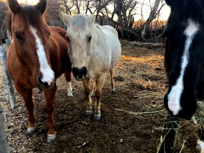 The Neapolitan Gang Poses Again