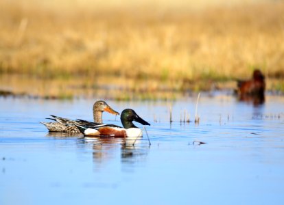 Northern shoveler on Seedskadee National Wildlife Refuge