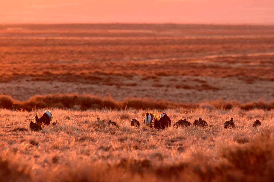 Greater sage-grouse near Seedskadee National Wildlife Refuge