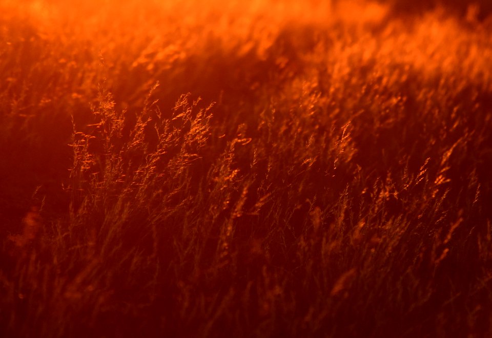 Needle-and-thread backlit by the setting sun at Seedskadee National Wildlife Refuge