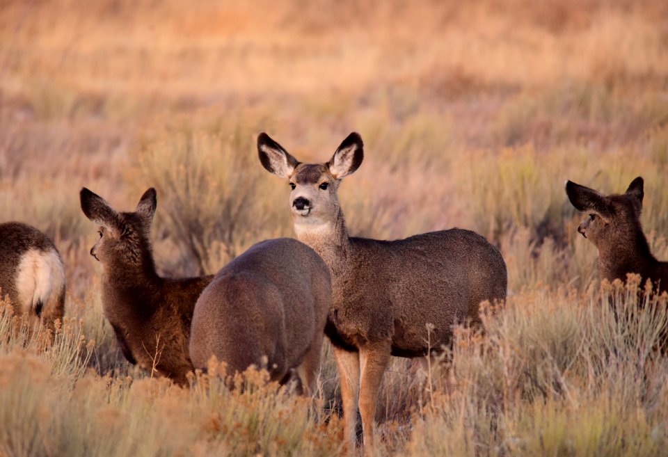 Mule deer at Seedskadee National Wildlife Refuge