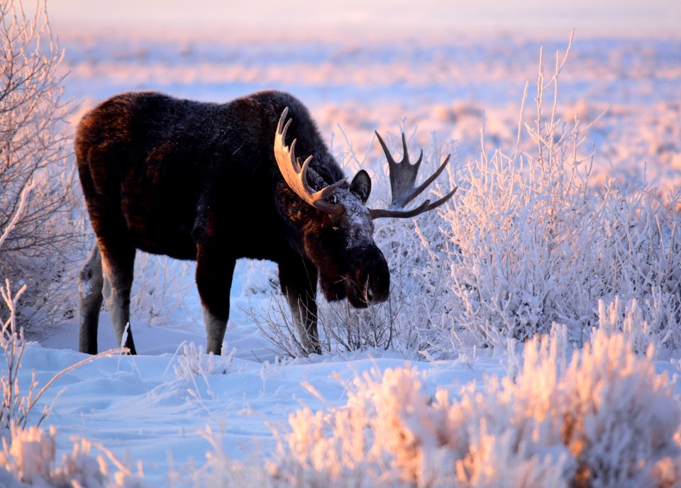 Moose at Seedskadee National Wildlife Refuge