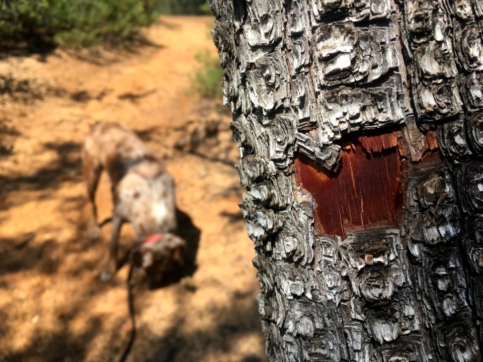 We Read the Trails in Different Ways