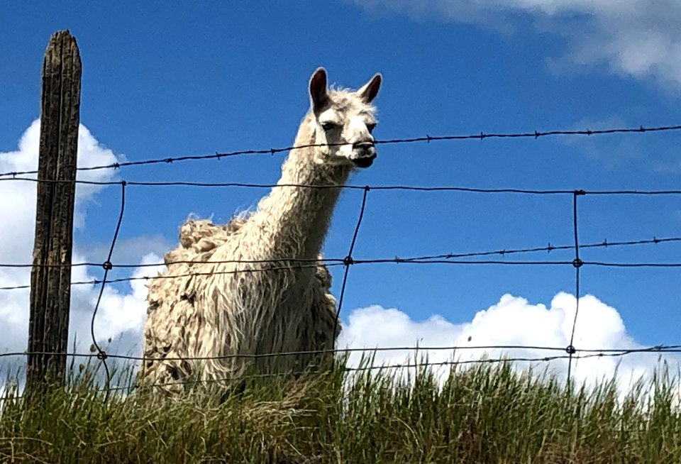 Hey! I Know About Llamas!