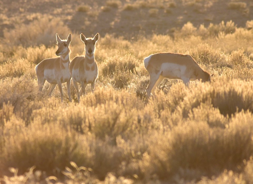 Pronghorn at Seedskadee National Wildlife Refuge