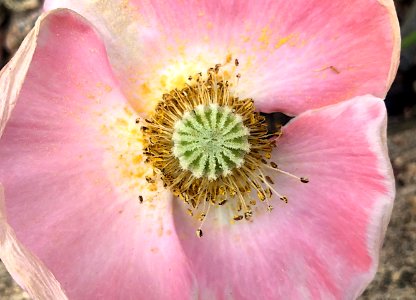 2020/366/210 At The Core of a Perfect Poppy
