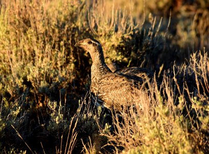 Greater sage-grouse on Seedskadee National Wildlife Refuge