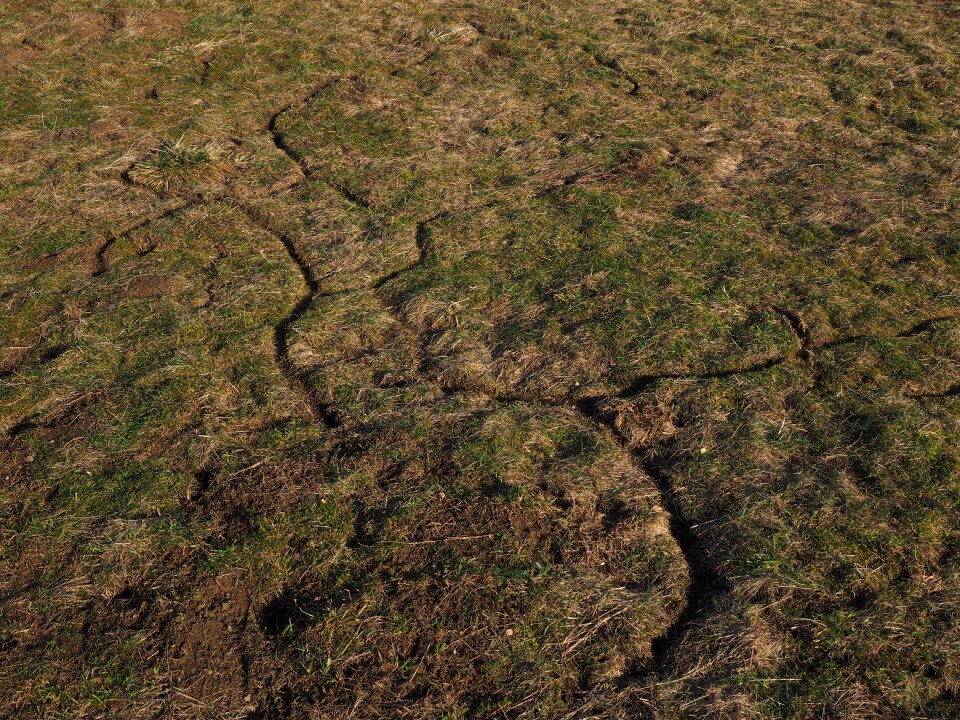 Mouse path mauspfad meadow