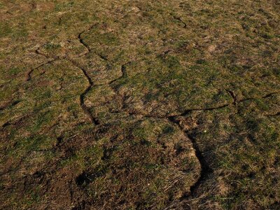 Mouse path mauspfad meadow