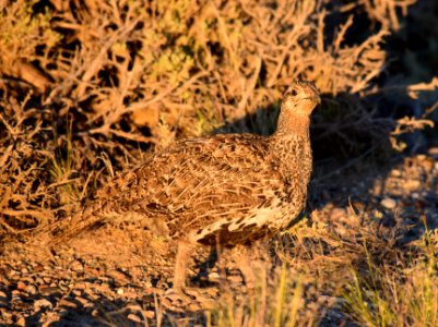 Greater sage-grouse at Seedskadee National Wildlife Refge