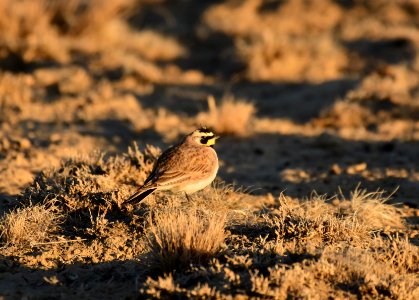 Horned Lark at Seedskadee National Wildlife Refuge photo