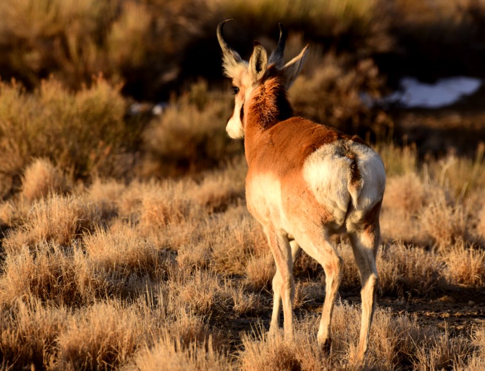 mammal pronghorn on Seedskadee NWR 1458