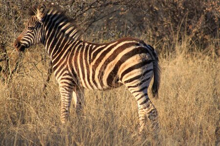 Safari savanna wildlife