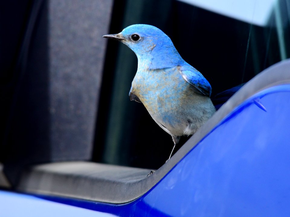 Mountain bluebird at Seedskadee National Wildlife Refuge