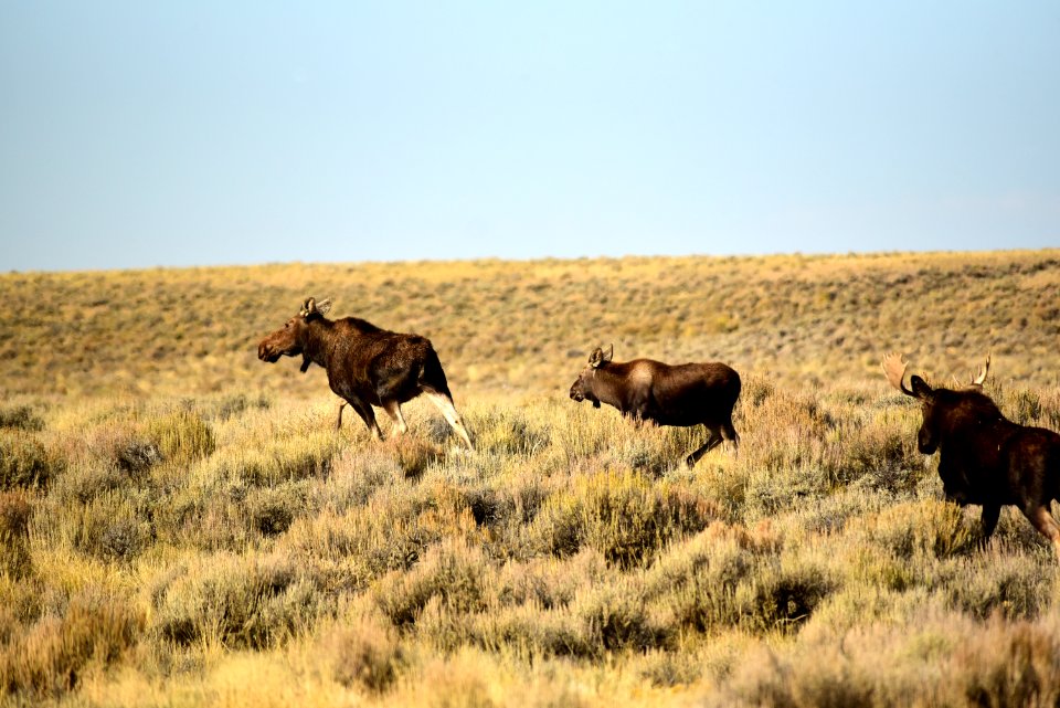 Moose at Seedskadee National Wildlife Refuge