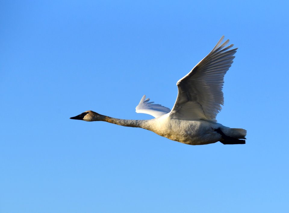 Trumpeter swan at Seedskadee National Wildlife Refuge