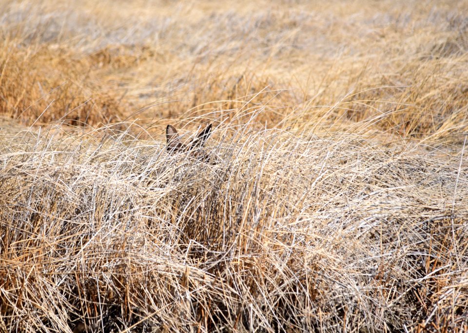 Moose at Seedskadee National Wildlife Refuge