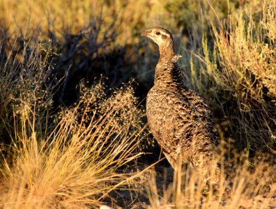 Greater sage-grouse at Seedskadee National Wildlife Refuge