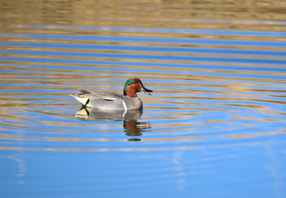 Green-winged teal at Seedskadee National Wildlife Refuge