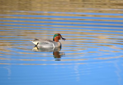 Green-winged teal at Seedskadee National Wildlife Refuge photo